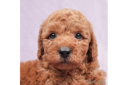 成約済の東京都のトイプードル-208871の1枚目